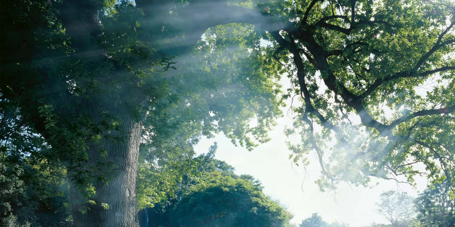 Ein großer Baum mit Lichtschatten