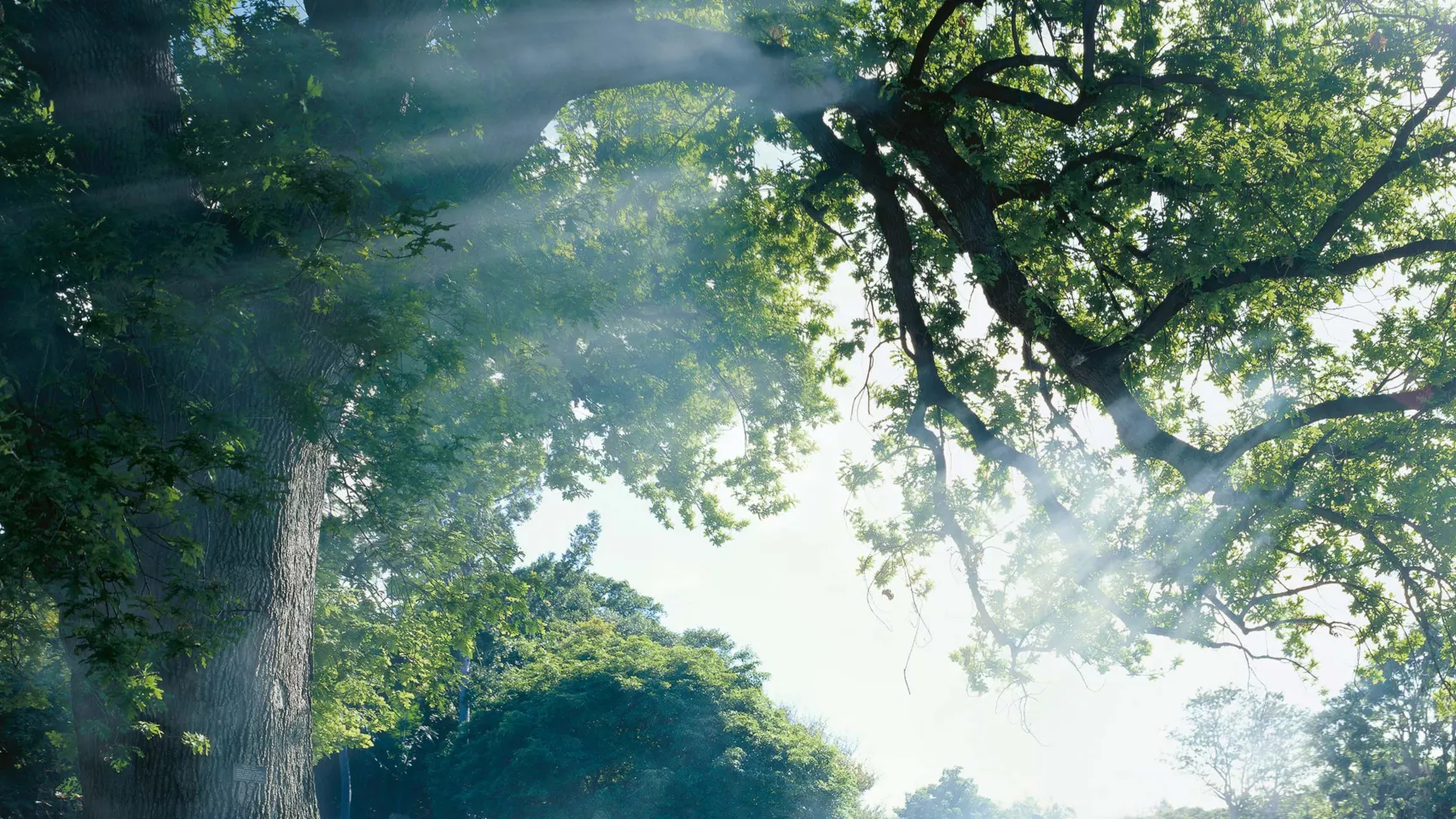 Ein großer Baum mit Lichtschatten