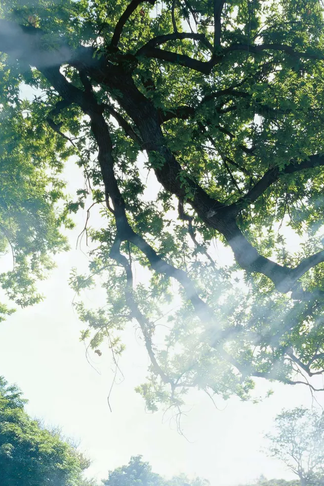 Ein großer Baum mit Lichtschatten